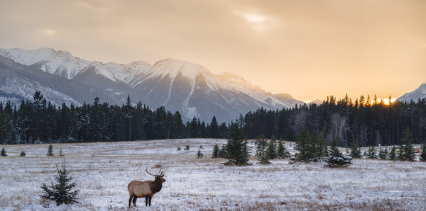 Elk in Banff